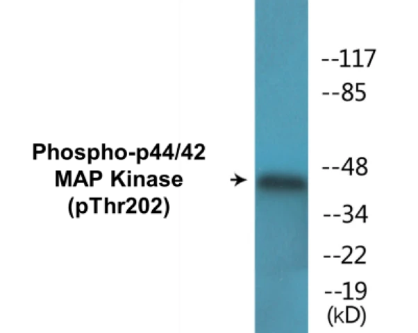 p44/42 MAP Kinase (phospho Thr202) Cell Based ELISA Kit (A102070-296)