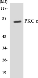 PKC epilison Cell Based ELISA Kit (A102857-96)