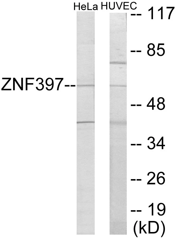 ZNF397 Cell Based ELISA Kit (A103664-96)