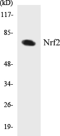 Nrf2 Cell Based ELISA Kit (A103176-96)