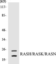 RASH Cell Based ELISA Kit (A103188-96)