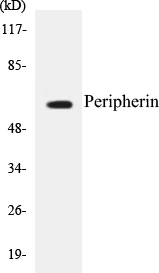 Peripherin Cell Based ELISA Kit (A103581-96)