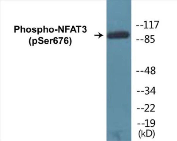 NFAT3 (phospho Ser676) Cell Based ELISA Kit (A102616-296)