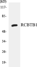 RCBTB1 Cell Based ELISA Kit (A103414-96)