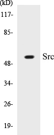 Src Cell Based ELISA Kit (A103338-96)