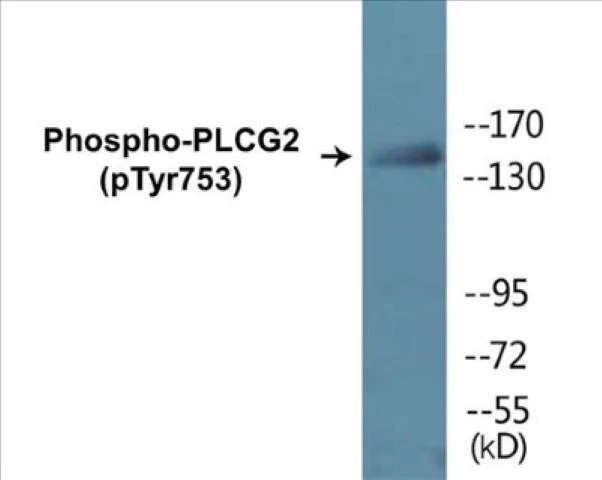 PLCG2 (phospho Tyr753) Cell Based ELISA Kit (A102150-296)