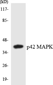 p42 MAPK Cell Based ELISA Kit (A102967-96)