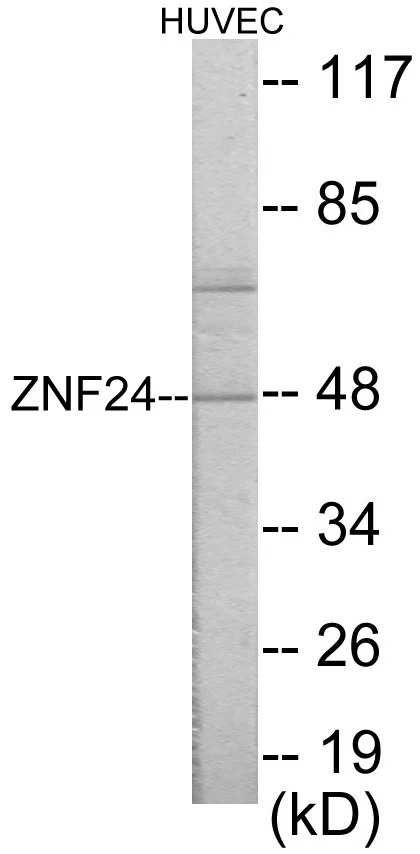 ZNF24 Cell Based ELISA Kit (A103138-96)