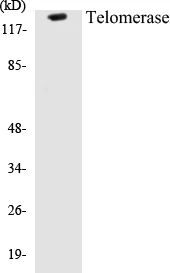 Telomerase Cell Based ELISA Kit (A103621-96)