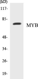 MYB Cell Based ELISA Kit (A103569-96)