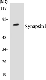 Synapsin 1 Cell Based ELISA Kit (A102883-96)