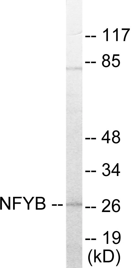 NFYB Cell Based ELISA Kit (A103278-96)