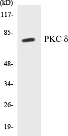 PKC delta Cell Based ELISA Kit (A102943-96)