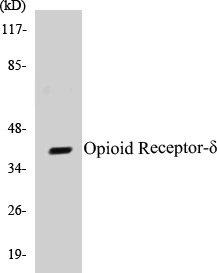 Opioid Receptor delta Cell Based ELISA Kit (A102802-96)