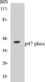 p47 phox Cell Based ELISA Kit (A103634-96)