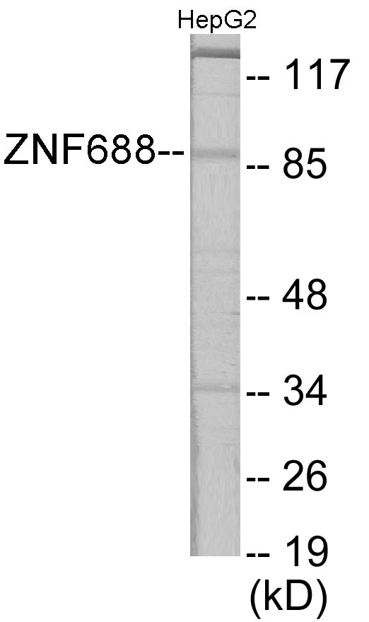 ZNF785 Cell Based ELISA Kit (A103666-96)