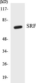 SRF Cell Based ELISA Kit (A103325-96)