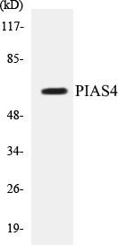 PIAS4 Cell Based ELISA Kit (A103446-96)