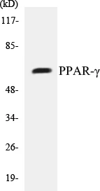 PPAR gamma Cell Based ELISA Kit (A102874-96)