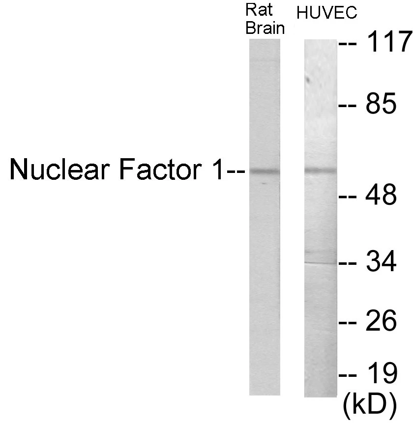 Nuclear Factor 1 Cell Based ELISA Kit (A102823-96)