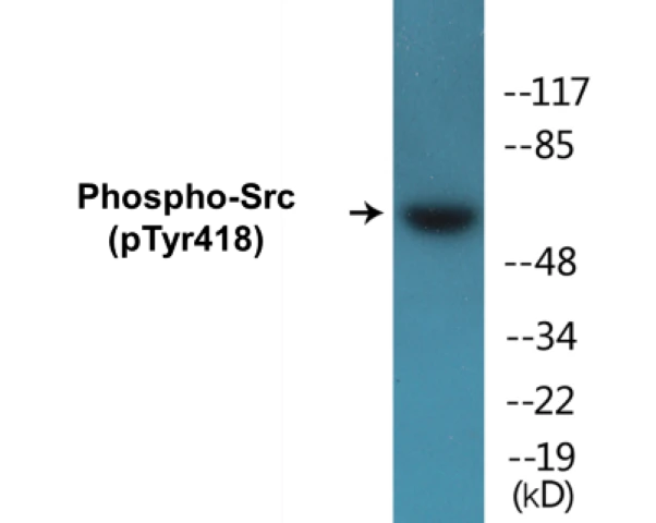 Src (phospho Tyr418) Cell Based ELISA Kit (A102395-296)