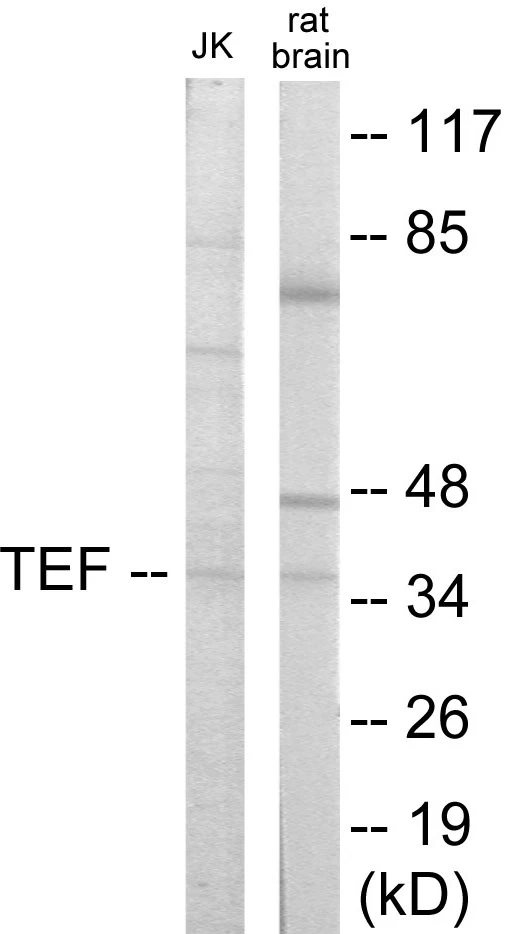 TEF Cell Based ELISA Kit (A103343-96)