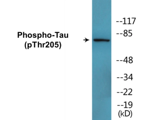 Tau (phospho Thr205) Cell Based ELISA Kit (A102409-296)