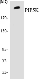 PIP5K Cell Based ELISA Kit (A103447-96)