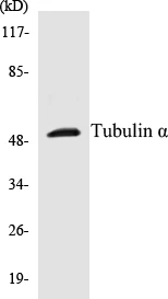 Tubulin alpha Cell Based ELISA Kit (A102845-96)