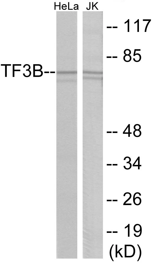 TF3B Cell Based ELISA Kit (A103555-96)