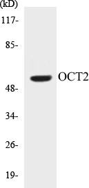 OCT2 Cell Based ELISA Kit (A103503-96)