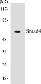 Smad4 Cell Based ELISA Kit (A103046-96)