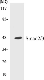 Smad2 + 3 Cell Based ELISA Kit (A102919-96)