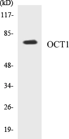 OCT1 Cell Based ELISA Kit (A103514-96)