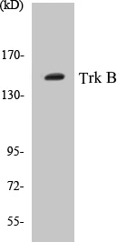 TrkB Cell Based ELISA Kit (A103178-96)