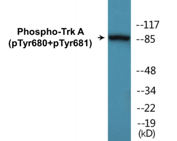 TrkA (phospho Tyr680 + Tyr681) Cell Based ELISA Kit (A102464-296)