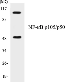 NF-kB p105 / p50 Cell Based ELISA Kit (A103366-96)