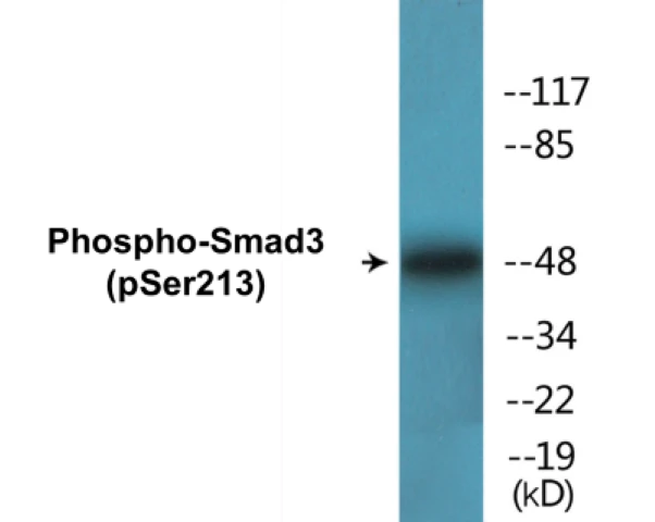 Smad3 (phospho Ser213) Cell Based ELISA Kit (A102188-296)