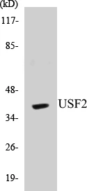 USF2 Cell Based ELISA Kit (A103264-96)