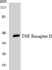 TNF Receptor II Cell Based ELISA Kit (A102834-96)