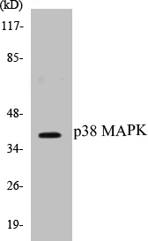 p38 MAPK Cell Based ELISA Kit (A102961-96)