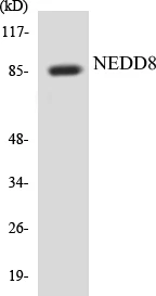 NEDD8 Cell Based ELISA Kit (A103107-96)