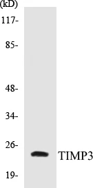 TIMP3 Cell Based ELISA Kit (A103073-96)