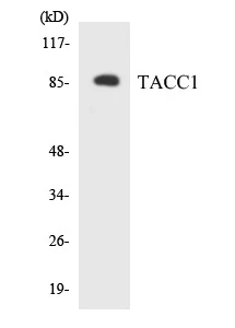 TACC1 Cell Based ELISA Kit (A103465-96)