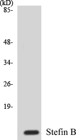 Stefin B Cell Based ELISA Kit (A103582-96)