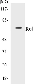 Rel Cell Based ELISA Kit (A103749-96)