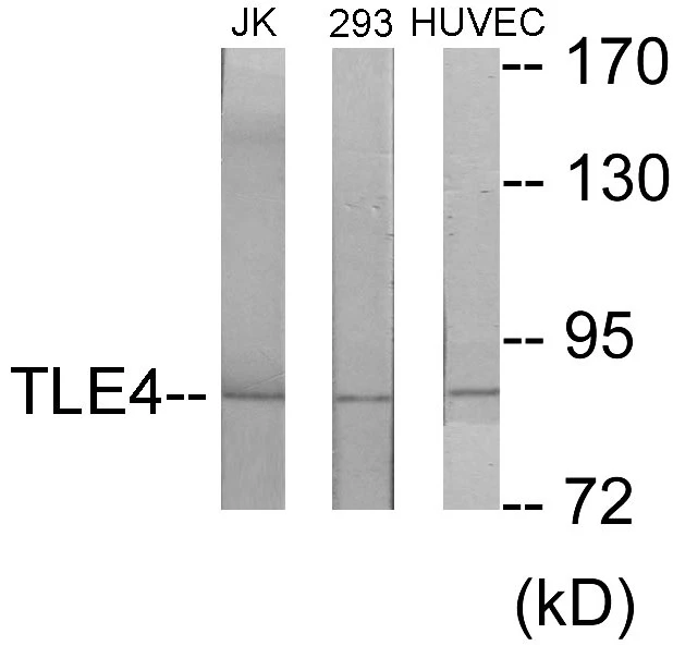 TLE4 Cell Based ELISA Kit (A103291-96)