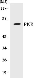 PKR Cell Based ELISA Kit (A103747-96)