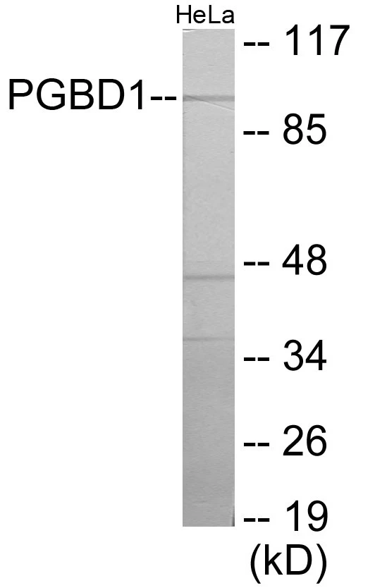 PGBD1 Cell Based ELISA Kit (A103709-96)