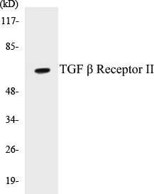 TGF beta ReceptorII Cell Based ELISA Kit (A103357-96)